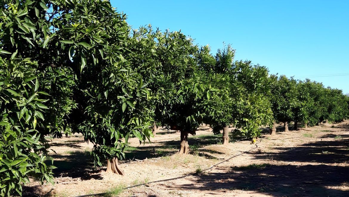 Mayor calidad del agua regenerada y un riego más eficiente: estos son los primeros avances del proyecto SIRERA