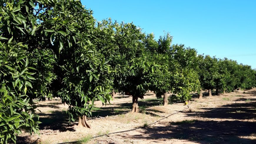 Mayor calidad del agua regenerada y un riego más eficiente: estos son los primeros avances del proyecto SIRERA